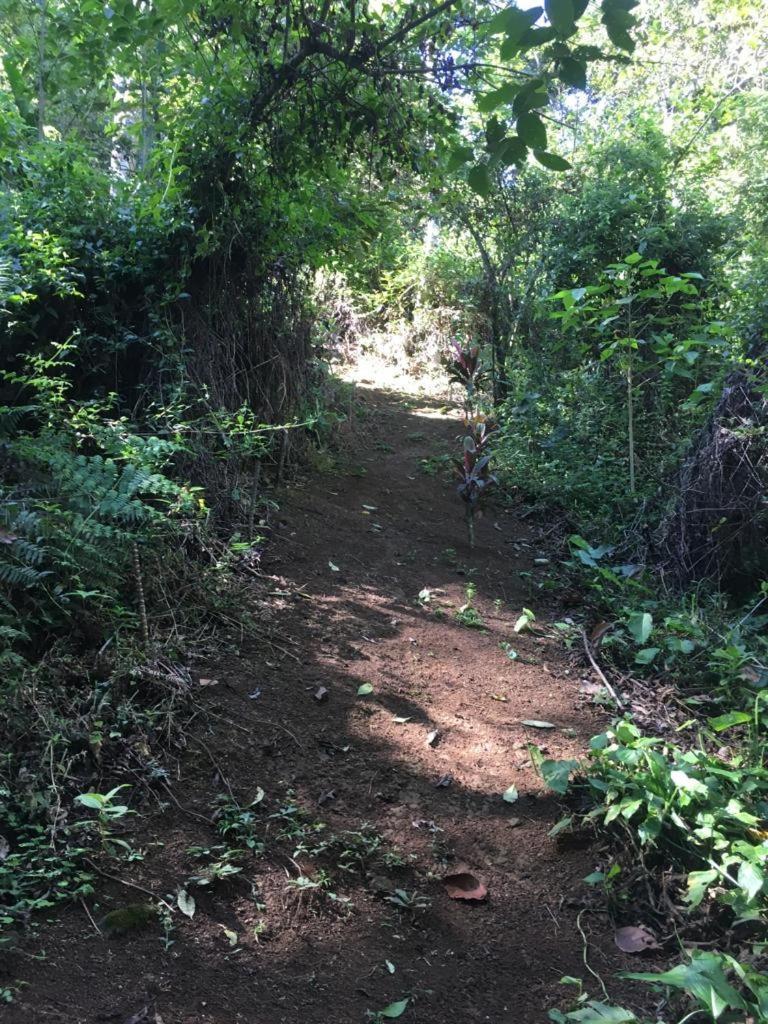 Green Mountain And Lodge Turrialba Luaran gambar