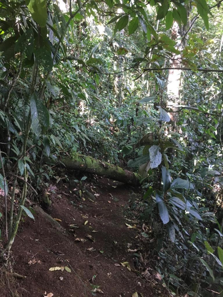 Green Mountain And Lodge Turrialba Luaran gambar